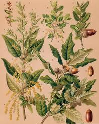 43 Famiglia: Fagaceae Genere: Quercus Nome scientifico: Quercus ilex L.