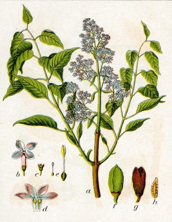 45 Famiglia: Oleaceae Genere: Syringa Nome scientifico: Syringa vulgaris Lilac Caratteristiche morfologiche PORTAMENTO: arbusto molto rustico che non teme il freddo, si impiega nelle siepi libere