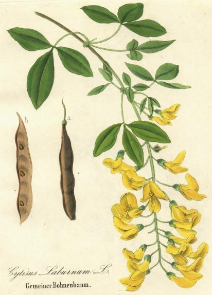 47 Famiglia: Fabaceae Genere: Laburnum Nome scientifico: Laburnum anagyroides Medik.