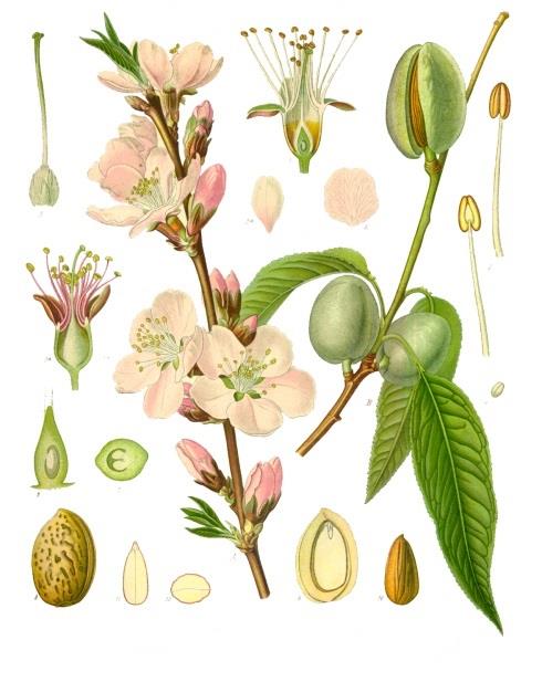 49 Famiglia: Rosaceae Genere: Prunus Nome scientifico: Prunus dulcis Mill. Caratteristiche morfologiche PORTAMENTO: piccolo albero molto longevo, può raggiungere 10 m di altezza.