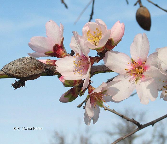 Pianta Foglia Fiori con frutti