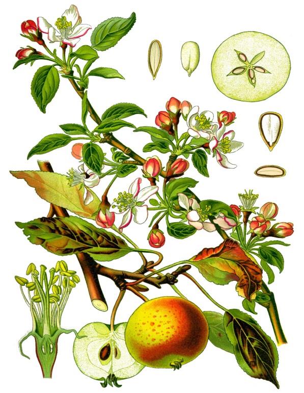 51 Famiglia: Rosaceae Genere: Malus Nome scientifico: Malus domestica Borkh.