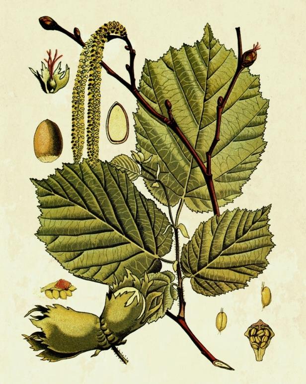 55 Famiglia: Betulaceae Genere: Corylus Nome scientifico: Corylus avellana L. Caratteristiche morfologiche PORTAMENTO: a cespuglio, pollonifero, alto in genere 2-4 m (massimo 7 m).