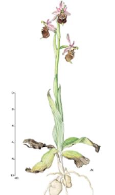 Famiglia: Orchidaceae Genere: Ophrys Nome scientifico: Ophrys holosericea 59 Caratteristiche morfologiche Pianta erbacea perenne, alta 15-40 cm, provvista di due tuberi e poche radici corte e