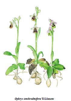 Famiglia: Orchidaceae Genere: Ophrys Nome scientifico: Ophrys tenthredinifera 61 Caratteristiche morfologiche Pianta erbacea perenne, alta 10-40 cm, provvista di due bulbi e poche radici corte e