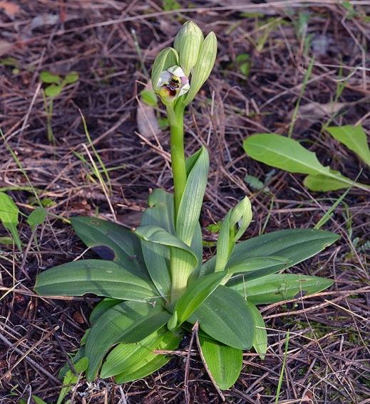 Fiore Infiorescenza