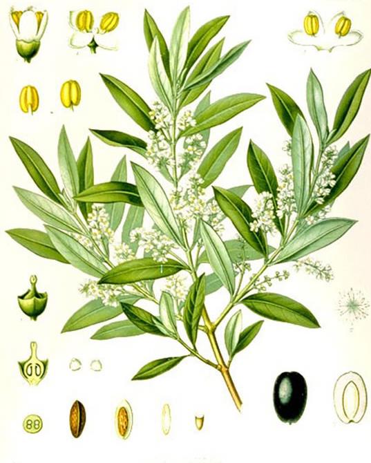 63 Famiglia: Oleaceae Genere: Olea Nome scientifico: Olea europaea L.