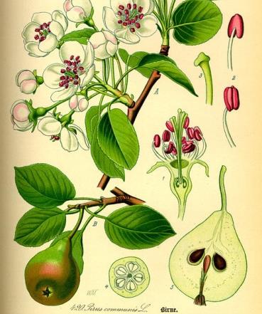 65 Famiglia: Rosaceae Genere: Pyrus Nome scientifico: Pyrus communis L.