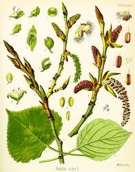 69 Famiglia: Salicaceae Genere: Populus Nome scientifico: Populus nigra L.