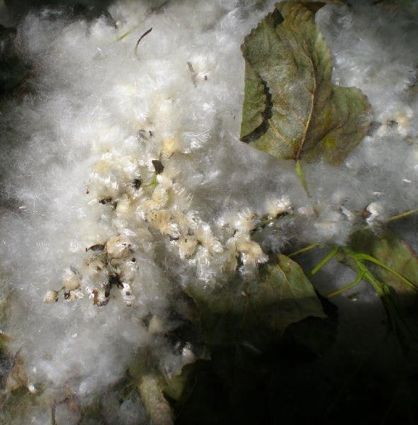 Pianta Foglia Fiori maschili riuniti in amenti