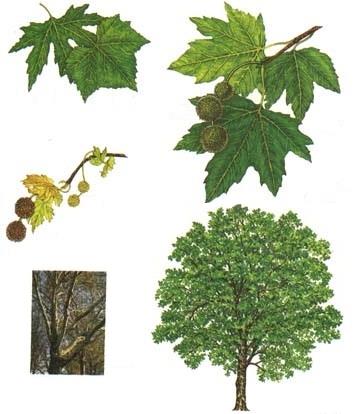 71 Famiglia: Platanaceae Genere: Platanus Nome scientifico: Platanus x acerifolia L.