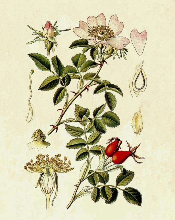75 Famiglia: Rosaceae Genere: Rosa Nome scientifico: Rosa canina L.