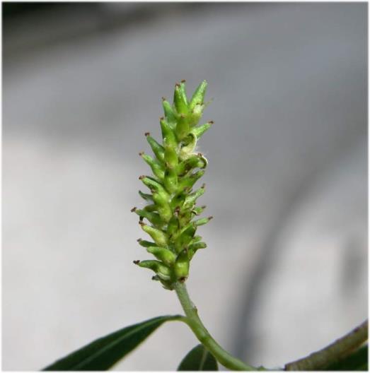 Pianta Foglia Fiori maschili