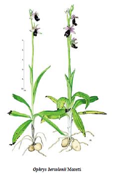 Famiglia: Orchidaceae Genere: Oprhrys Nome scientifico: Ophrys bertolonii 85 Caratteristiche morfologiche Pianta esile, alta 15-30 cm, provvista di due tuberi e alcune radici ingrossate.