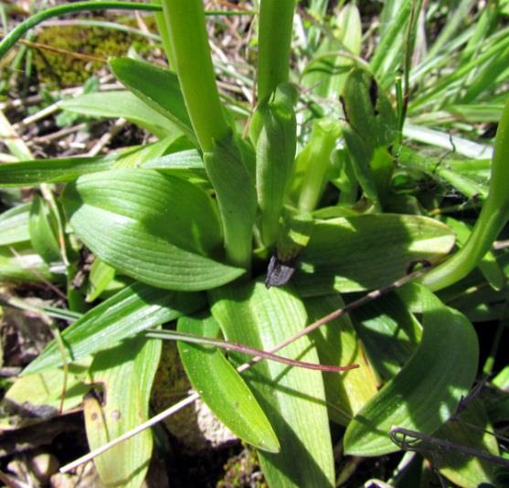 Fiore Infiorescenza