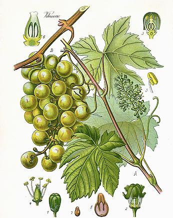 87 Famiglia: Vitaceae Genere: Vitis Nome scientifico: Vitis vinifera L. Caratteristiche morfologiche PORTAMENTO: arbusto rampicante con portamento generalmente determinato dal sistema di allevamento.