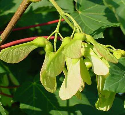 Pianta Foglia Fiore