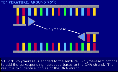 polimerasi estende i nuovi filamenti di DNA L operatore è in grado di monitorare la