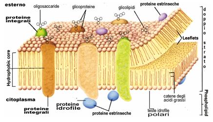 FUNZIONI DEI LIPIDI Energetica