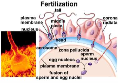 fertilizzazione, sviluppo embrionale, impianto e sviluppo fetale.
