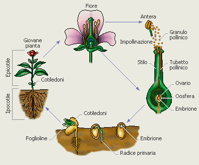 Nel seme si possono riconoscere tre parti: Embrione che rappresenta la futura pianta derivata dallo