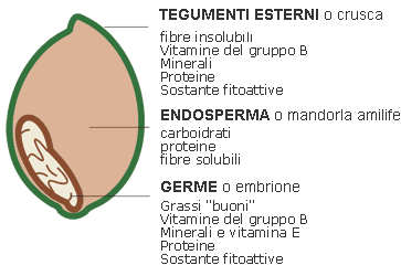 Endosperma o tessuto nutritivo rappresentato da sostanze di riserva necessarie allo sviluppo del seme nella fase della germinazione Contiene glucidi, lipidi e proteine, in