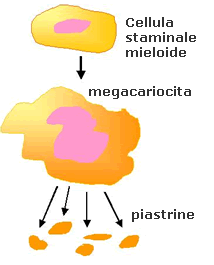 Piastrine o trombociti Non hanno struttura cellulare Importanti per la coagulazione del sangue In genere non più di 2-4 µm Vita media: