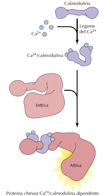 Molti degli effetti del Ca 2+ sono mediati dalla proteina calmodulina Il complesso Ca 2+ /calmodulina attiva una varietà di