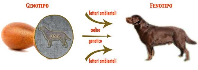 Genotipo Insieme di geni che compongono il DNA (corredo genetico) di un