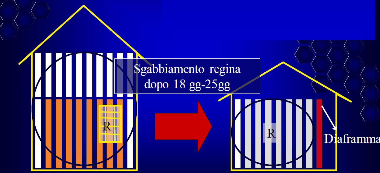 consiglia un trattamento con Api Bioxal al momento dell ingabbiamento e al termine (quindi n.