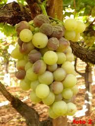 Le muffe attaccano l uva in fase di maturazione e trasmettono