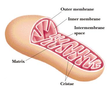 interna del mitocondrio Il suo ruolo è di permettere la