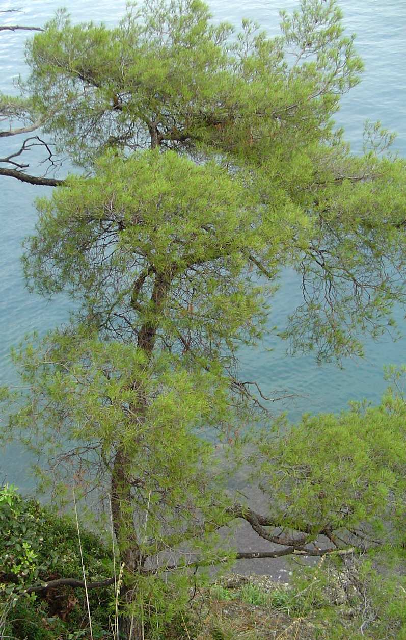 Come si è visto, nelle aree costiere dove sono presenti strati di terra, spuntano occasionalmente corpi fruttiferi che denotano la presenza di funghi simbionti di alcuni alberi.