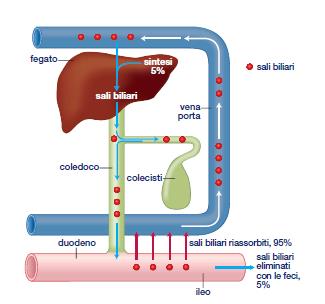 il 95% dei sali biliari sono riassorbiti a livello intestinale e riportati al fegato