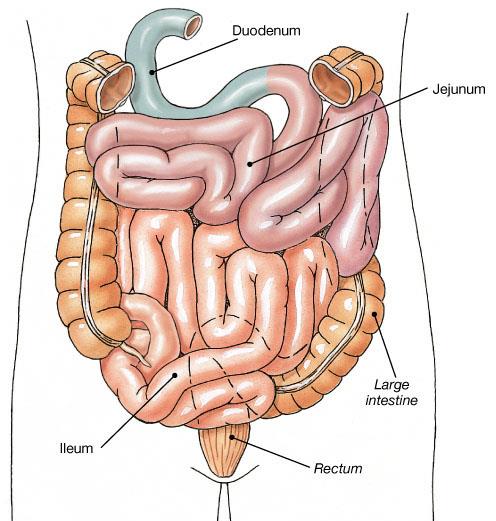 Sfintere Ileociecale Transito tra intestinuo