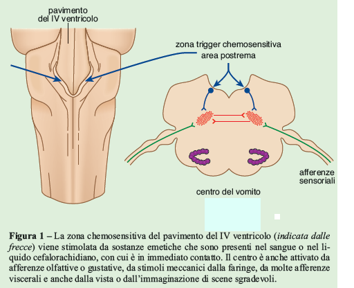 Centro del vomito Il vomito è indotto dall attivazione di un gruppo di neuroni organizzati a formare una struttura bilaterale nella porzione dorsolaterale della sostanza reticolare bulbare, il centro