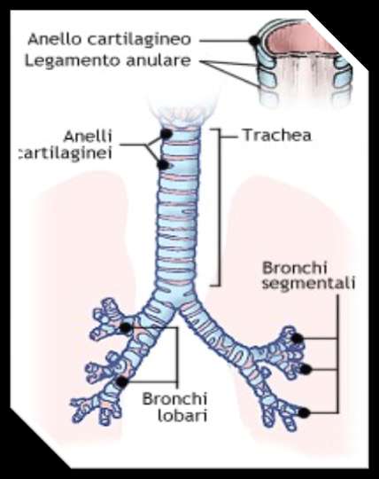 L apparato respiratorio Il percorso dell aria continua nella trachea,