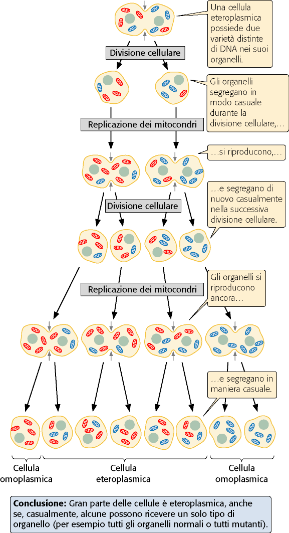 Omo e etero-plasmia segregazione degli organelli non segue le divisioni cellulari gli organelli sono ereditati assieme al citoplasma cellule omoplasmiche: