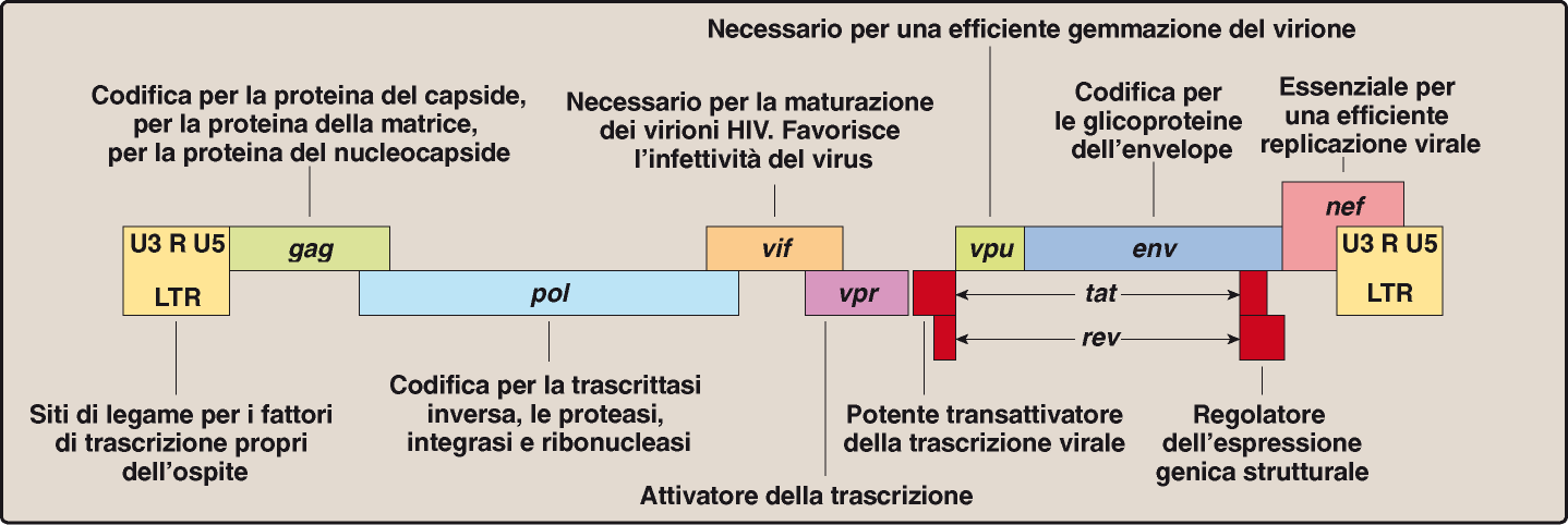 HIV: genoma HIV codifica anche altri 6 geni non strutturali Geni Regolatori: tat = trans-attivatore, si lega a TAR (tat-responsive element), stimola la trascrizione virale rev = promuove il trasporto