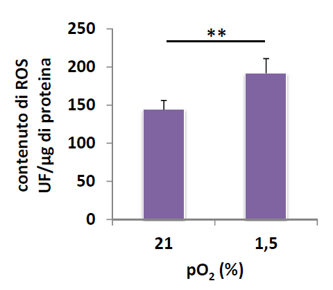 1.4. Contenuto intracellulare di specie reattive dell ossigeno (ROS) Considerata la significativa riduzione dell attività COX e della disponibilità di ATP dovuta alla esposizione a po 2 0.