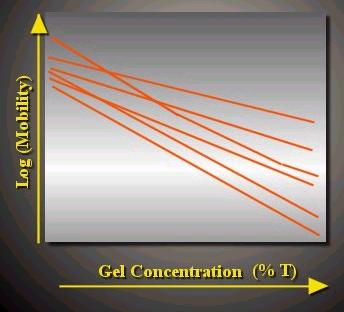 2) Concentrazione di agarosio del gel: log μ = log μ 0 K R μ 0 = mobilità libera del DNA K R è il coefficiente