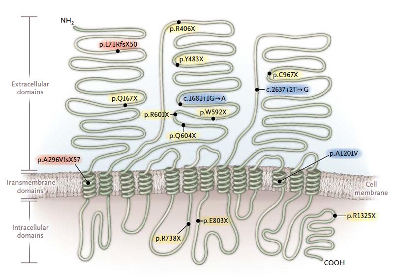 EZETIMIBE Approvata dal 2002 negli USA Inibisce selettivamente la proteina Niemann-Pick C1-like 1 (NPC1L1) localizzata principalmente a livello dell intestino tenue dove funziona come trasportatore