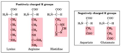 AMINO ACIDI: PROPRIETA Gli amino acidi forniti di carica possono essere: 1.