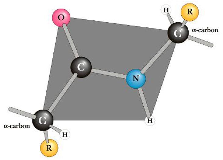 LEGAME PEPTIDICO Il legame peptidico è planare con tutti gli atomi del complesso (-N-CO- ) disposti entro un rettangolo i cui vertici sono occupati dagli atomi del carbonio in a.