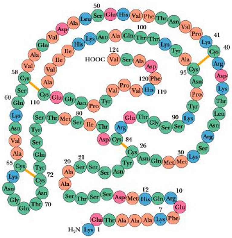 Struttura primaria La struttura primaria di una parte di una catena polipeptidica o di una proteina è la sequenza