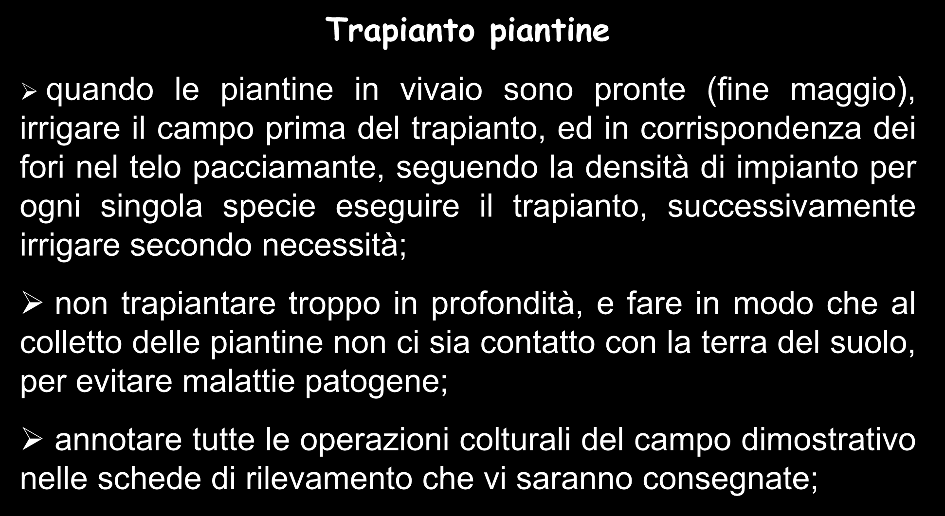 Campo dimostrativo piante aromatiche ed officinali Trapianto piantine quando le piantine in vivaio sono pronte (fine maggio), irrigare il campo prima del trapianto, ed in corrispondenza dei fori nel