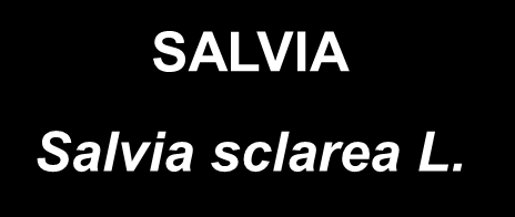 SALVIA Salvia desolena