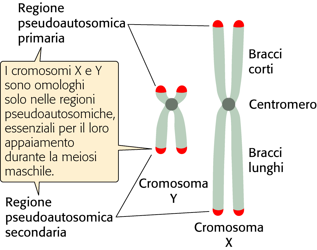 Regione pseudoautosomica regione pseudoautosomica: piccola regione di omologia tra