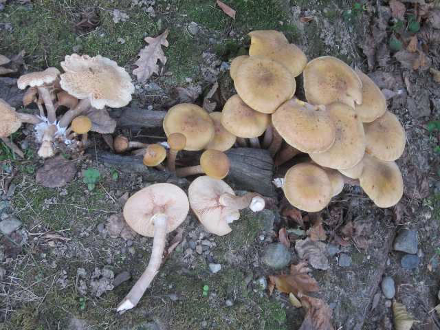 Funghi del legno Saprofiti: crescono sul legno morto degradandolo e digerendolo Parassiti: crescono nelle piante vive, nutrendosi del