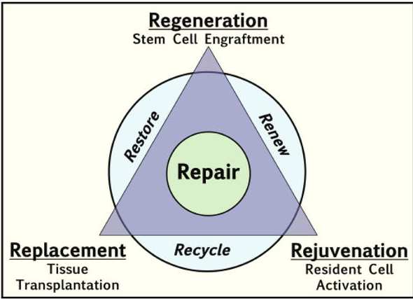 Le finalità della medicina rigenerativa: il paradigma delle 3 R Clin Transl Sci.